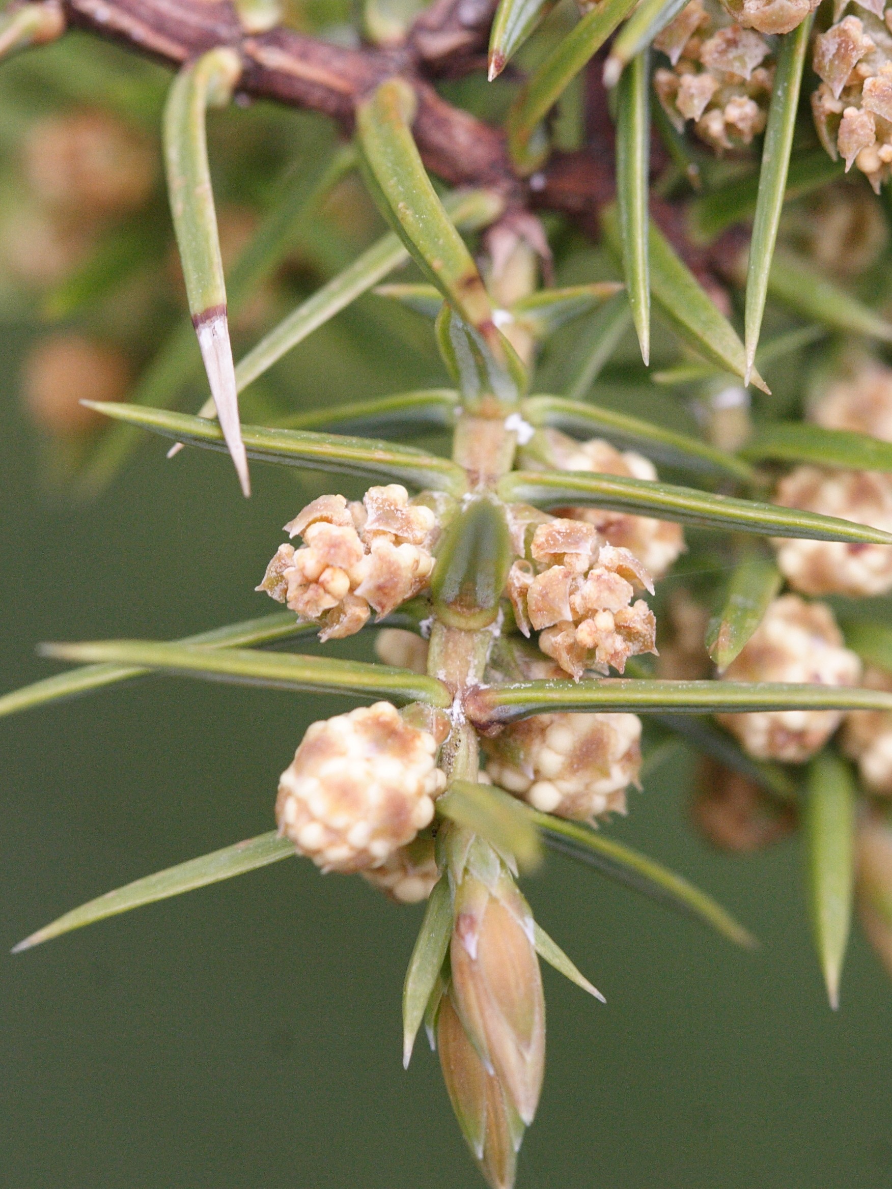Afficher le média Juniperus_oxycedrus Juniperus_oxycedrus