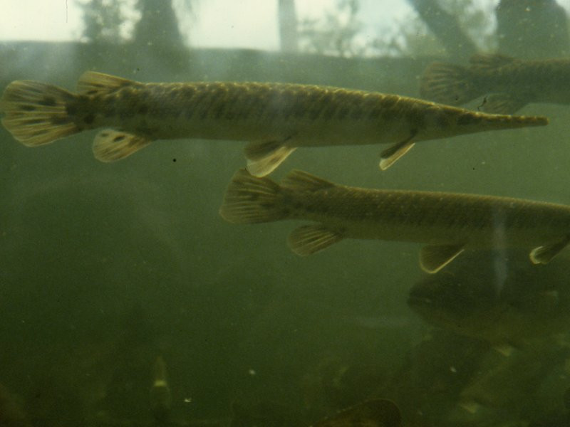 Afficher le média Lepisosteus_platyrhincus Lepisosteus_platyrhincus