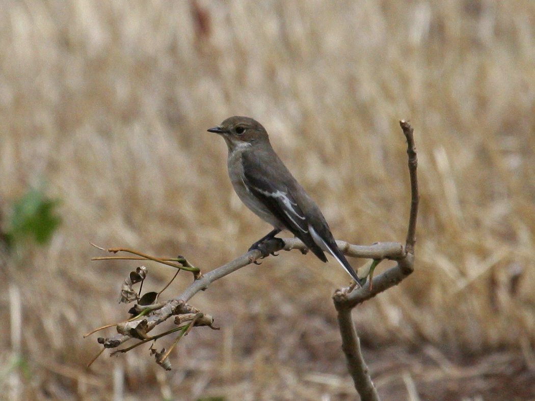 Muscicapa_atricapilla