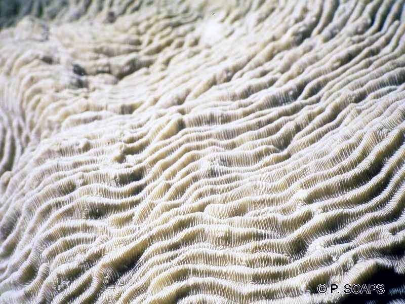 pachyseris_rugosa1ps