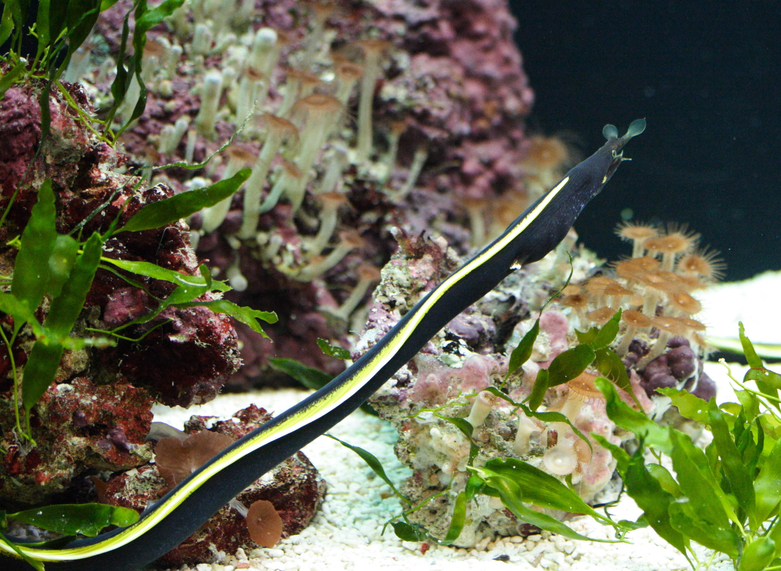 Rhinomurena_quaesita