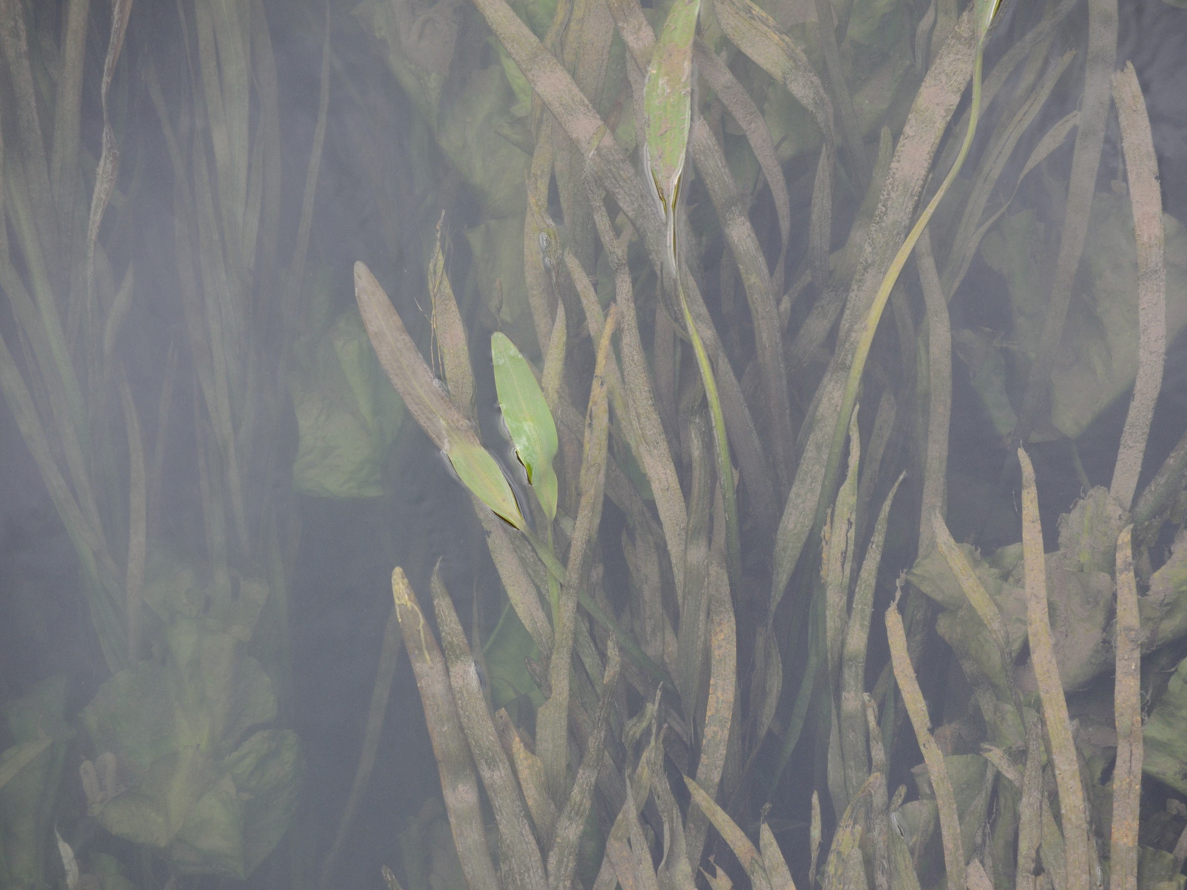 Sagitta_sagittifolia