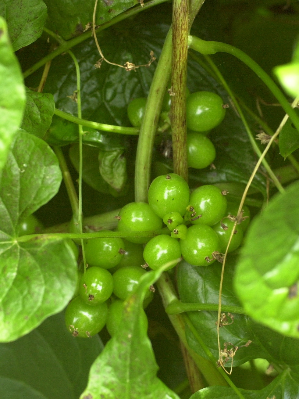 Afficher le média Dioscorea_communis Dioscorea_communis