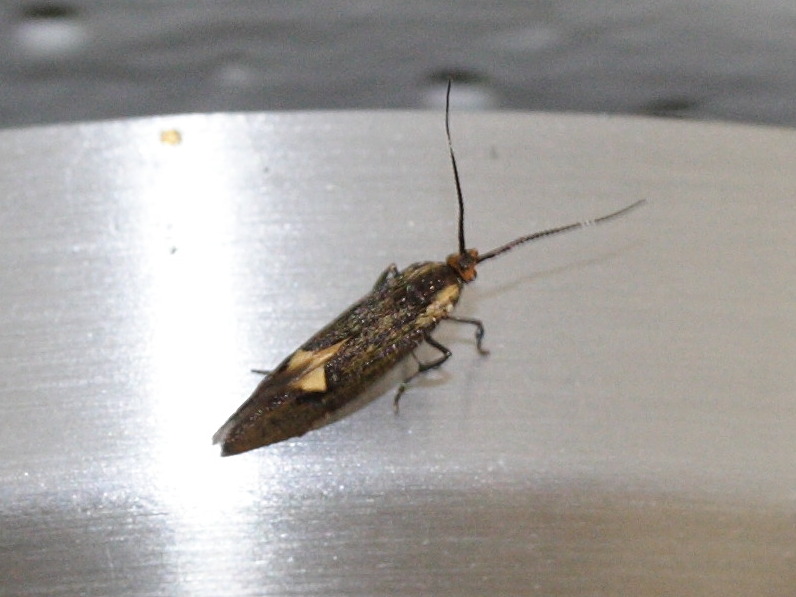 heliozela_hammonella