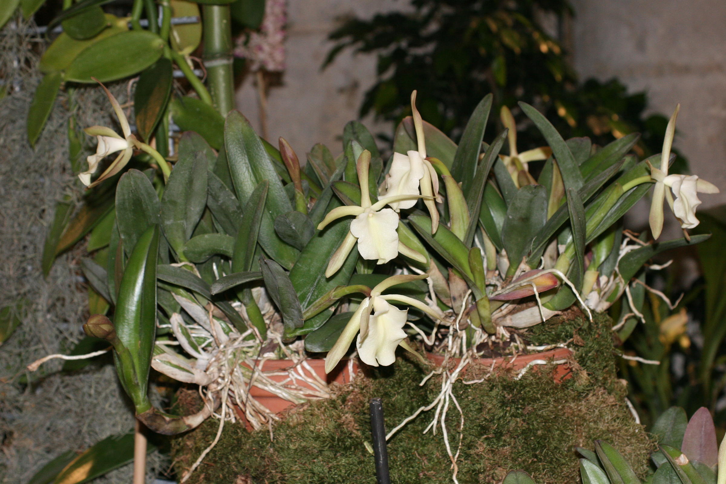 Afficher le média Rhyncholaelia_glauca Rhyncholaelia_glauca