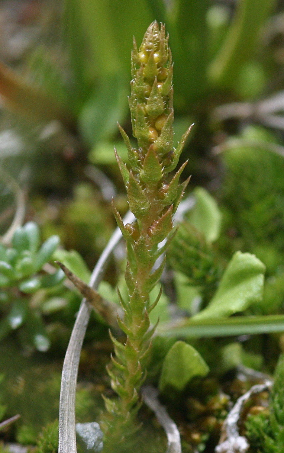 Selaginella_selaginoides