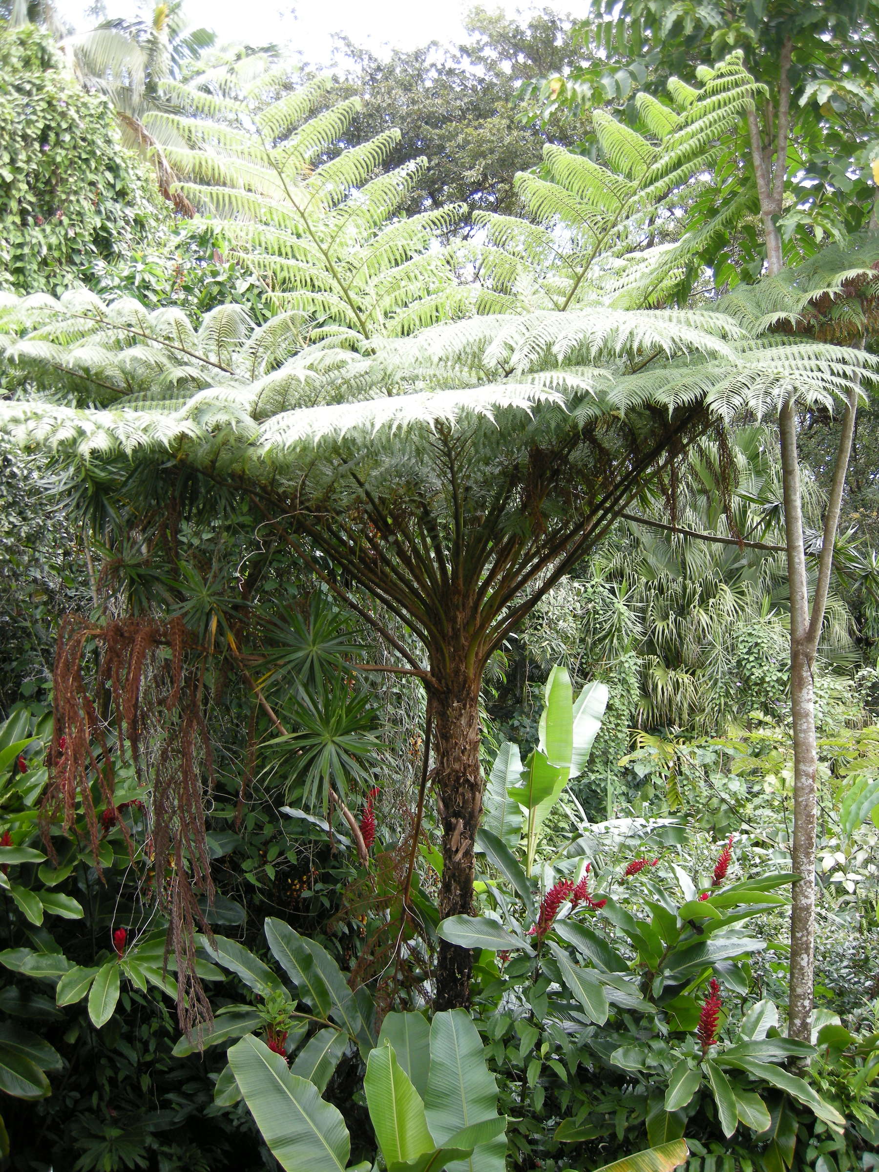 Afficher le média Cyathaea_cooperi Cyathaea_cooperi