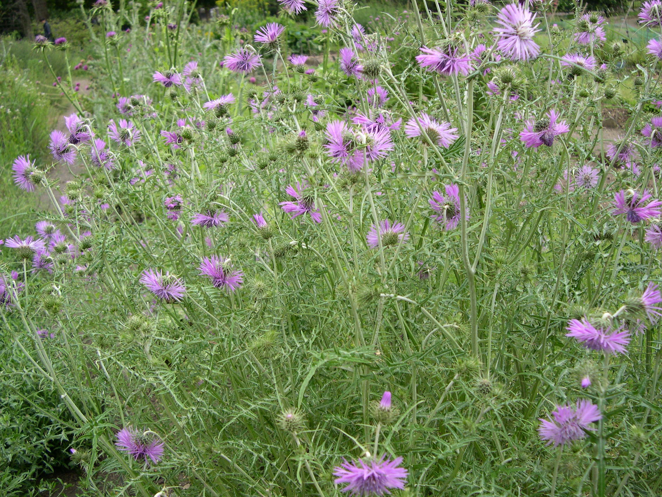 Afficher le média Galactites_elegans Galactites_elegans