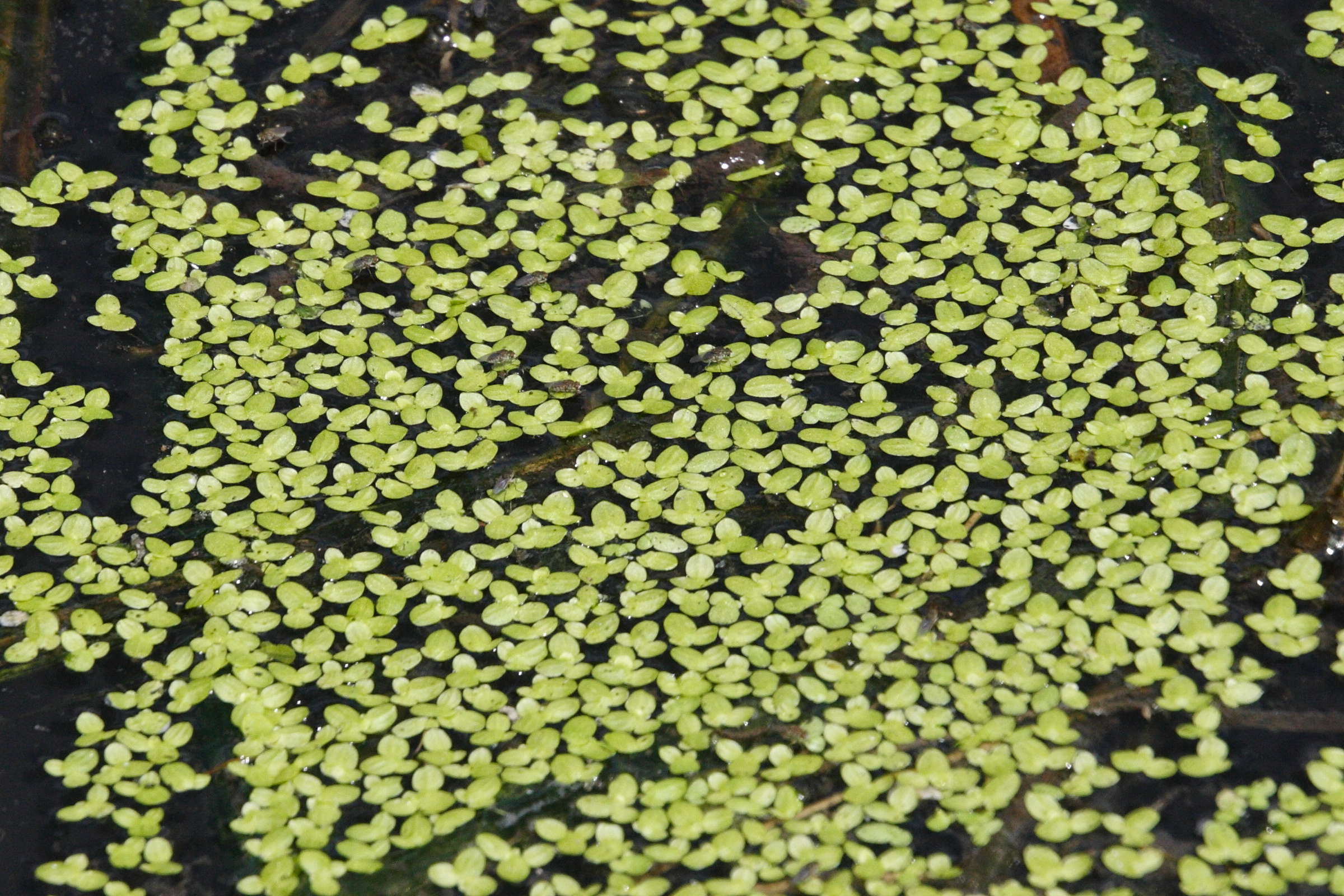 Lemna_aequinoctialis