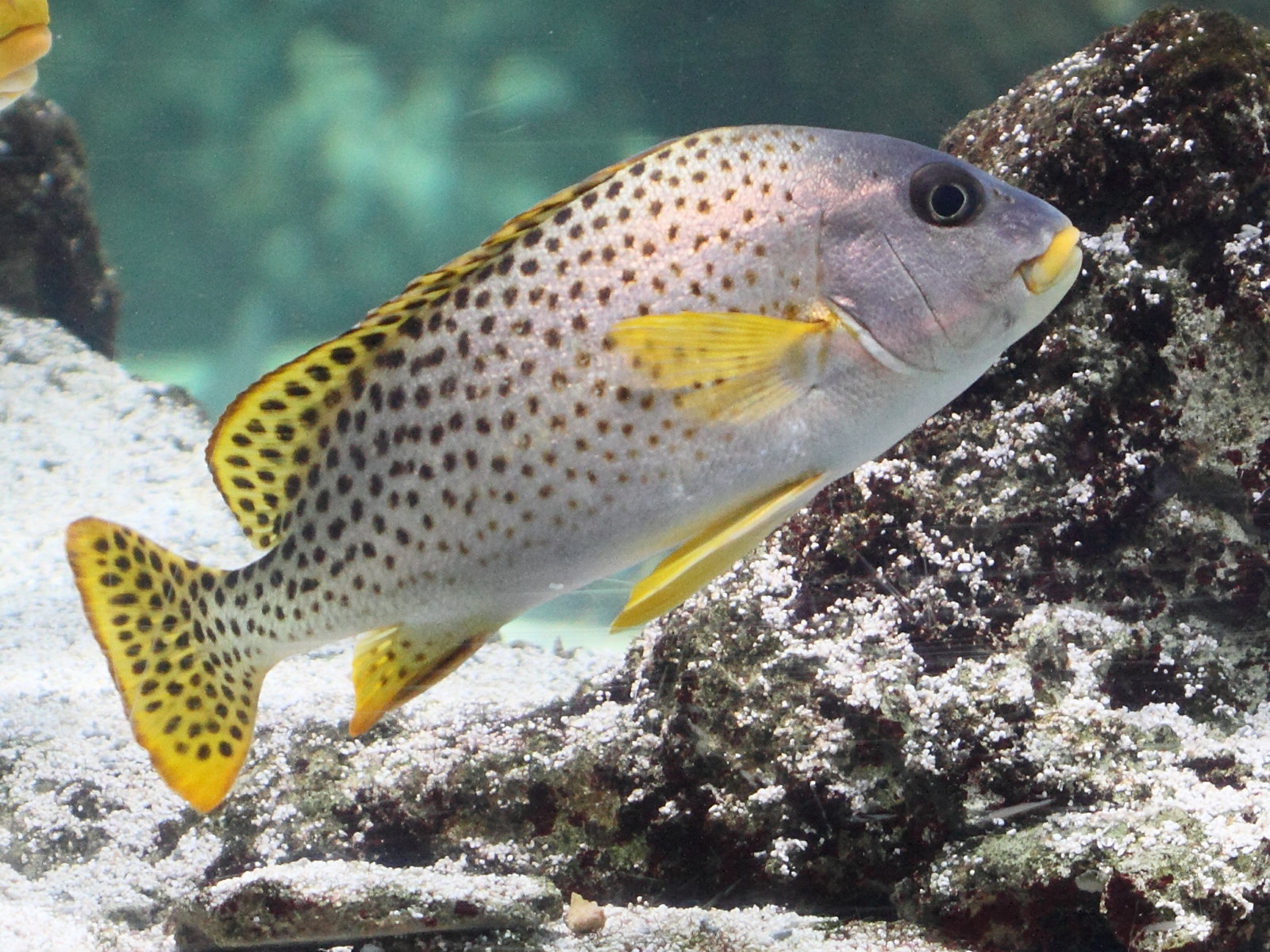 Plectorhinchus_gaterinus