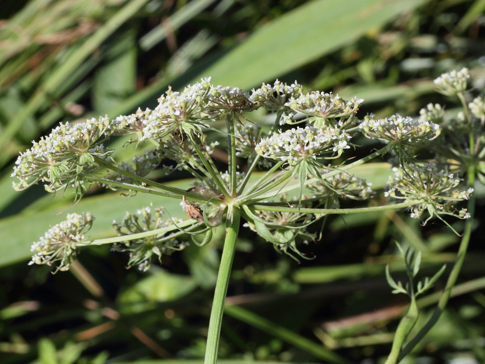 Afficher le média Thysselinum_palustre Thysselinum_palustre