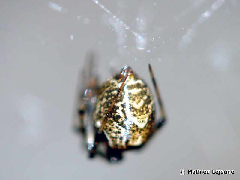 achaearanea_tepidarorium1ml