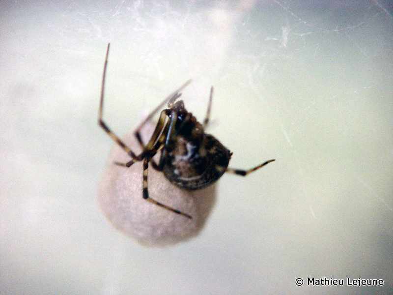 achaearanea_tepidarorium2ml