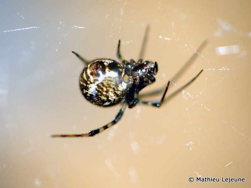 achaearanea_tepidarorium3ml