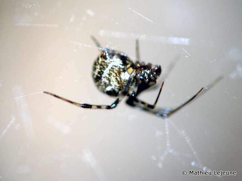 achaearanea_tepidarorium4ml