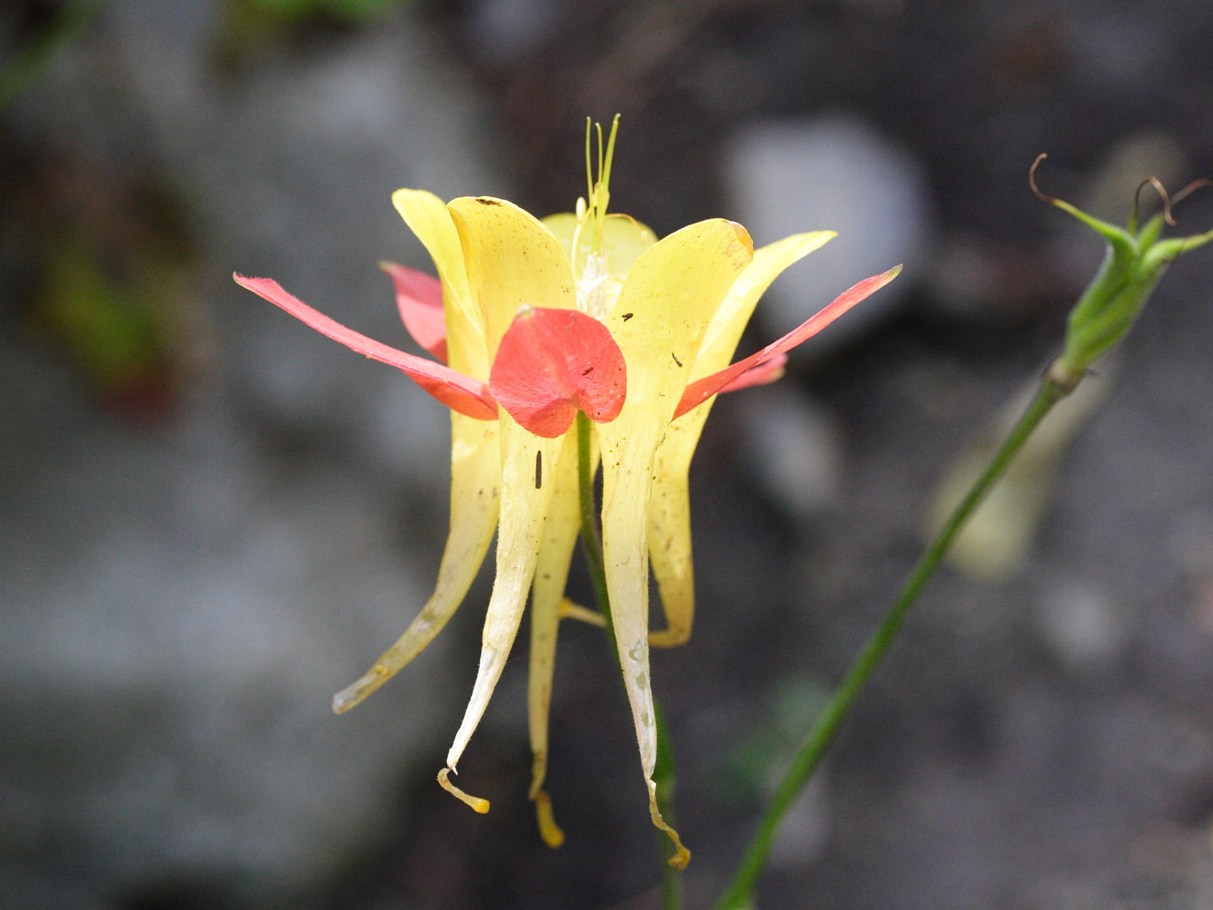 Afficher le média Aquilegia_triternata Aquilegia_triternata