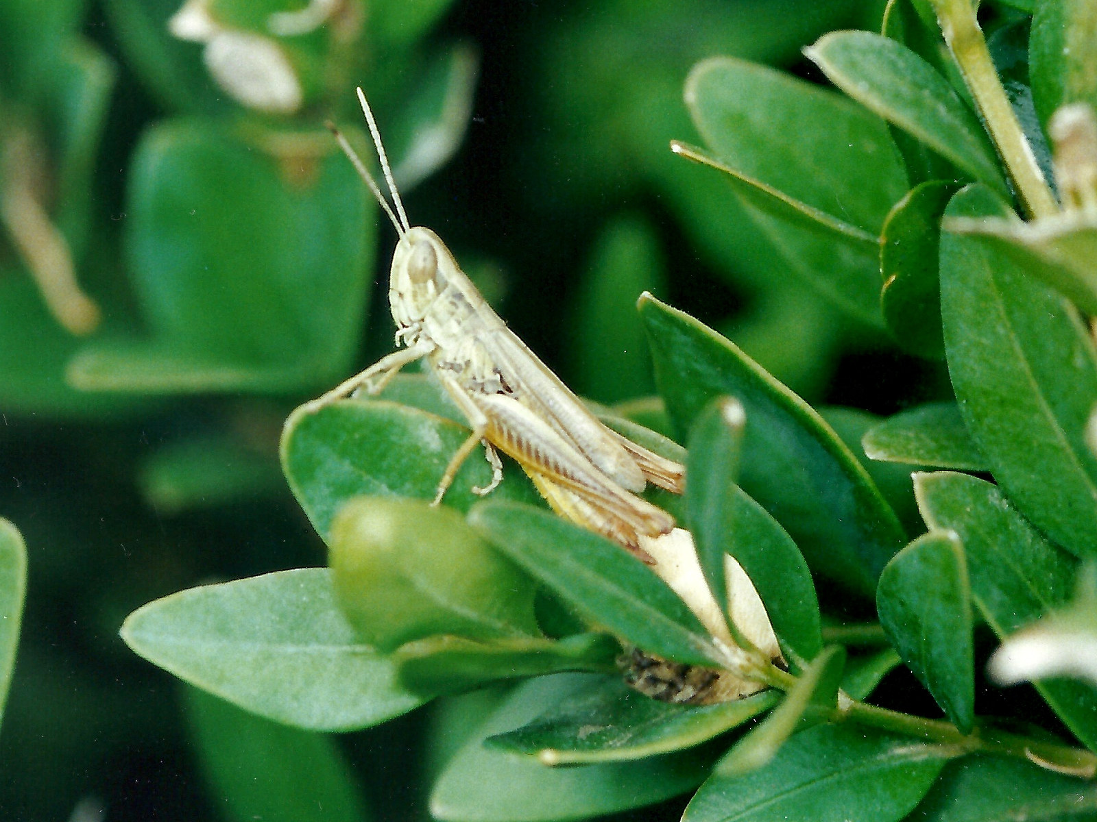 Euchorhippus_pulvinatus