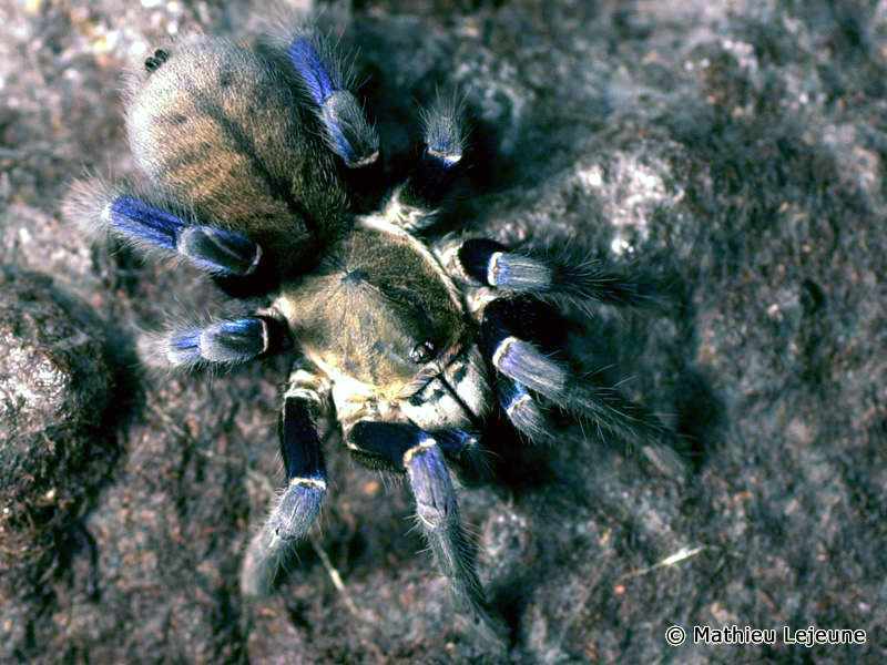 hapalopus_lividum1ml