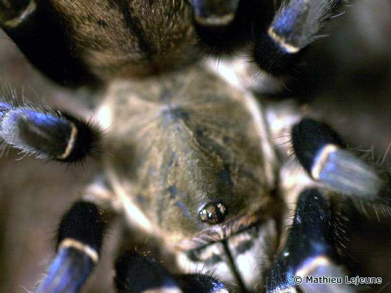 hapalopus_lividum3ml