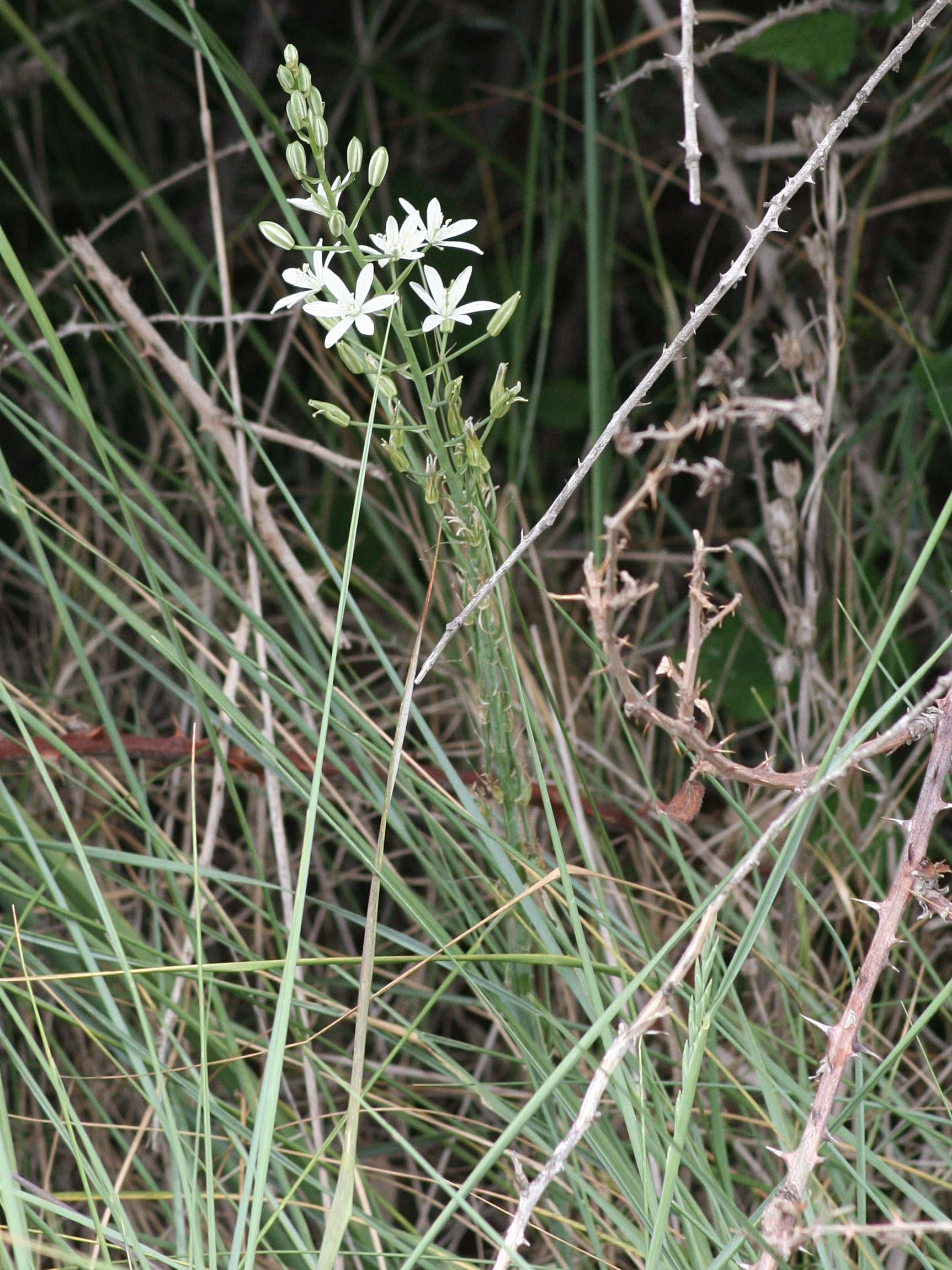 Afficher le média Loncomelos_narbonense Loncomelos_narbonense