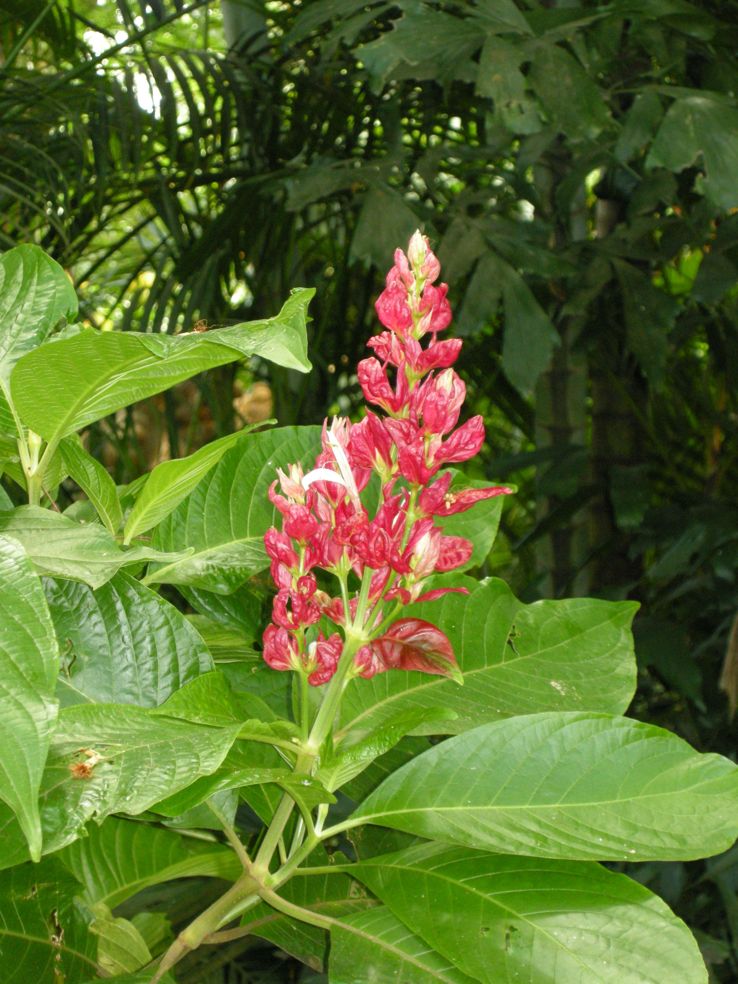 Afficher le média Magakepasma_erythrochlamys Magakepasma_erythrochlamys