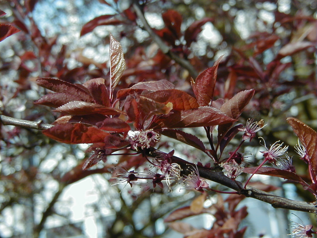 Afficher le média Prunus_cerasifera f. atropurpurea Prunus_cerasifera f. atropurpurea