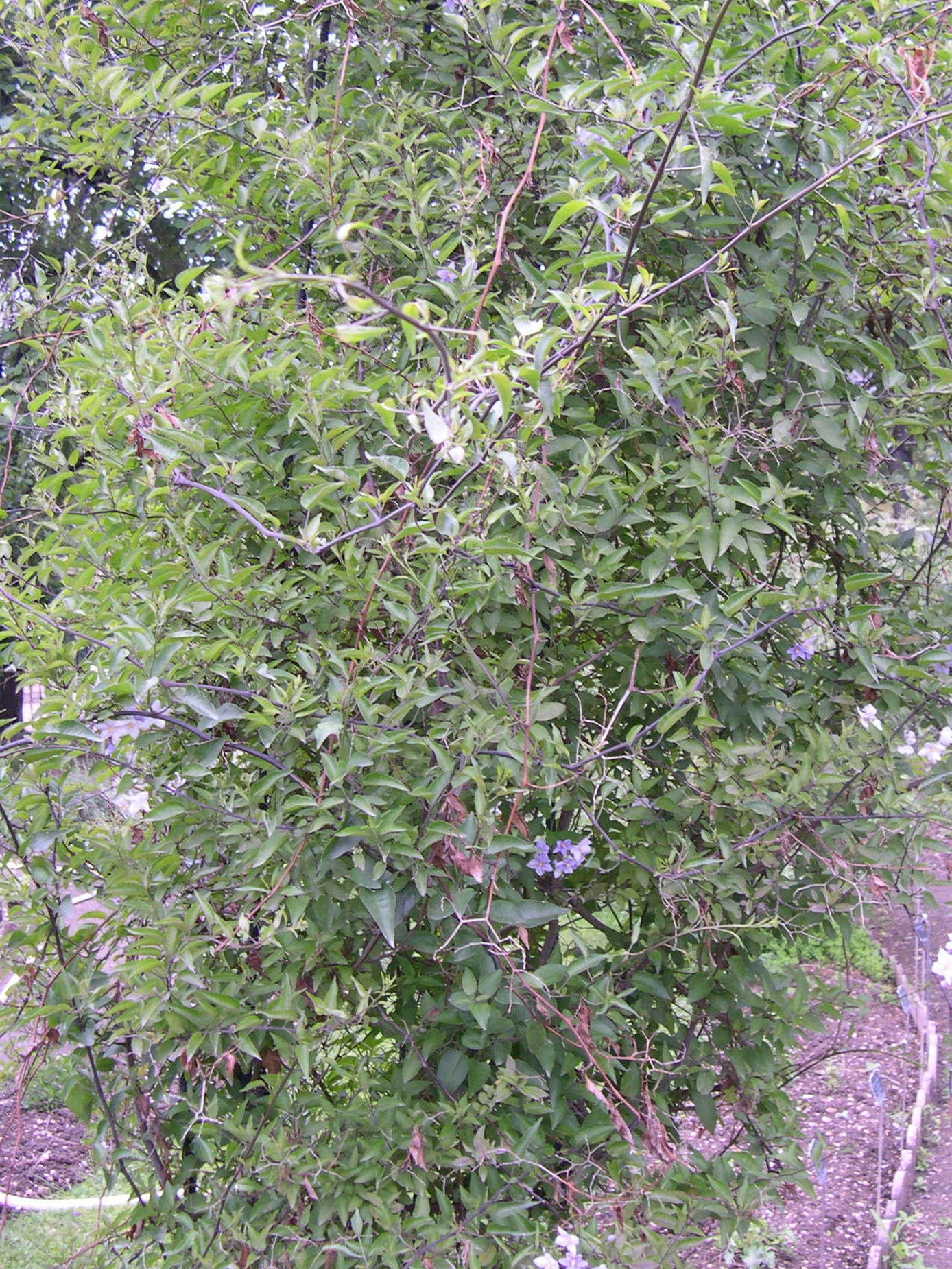 Solanum_jasminoides