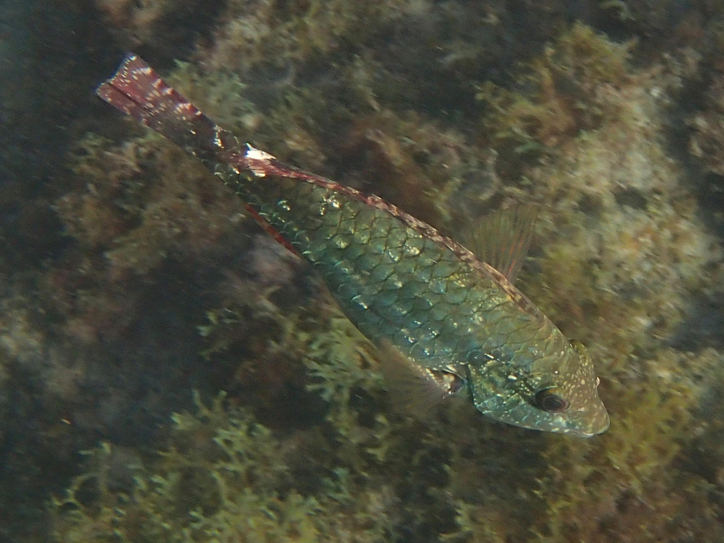 Sparisoma_aurofrenatum