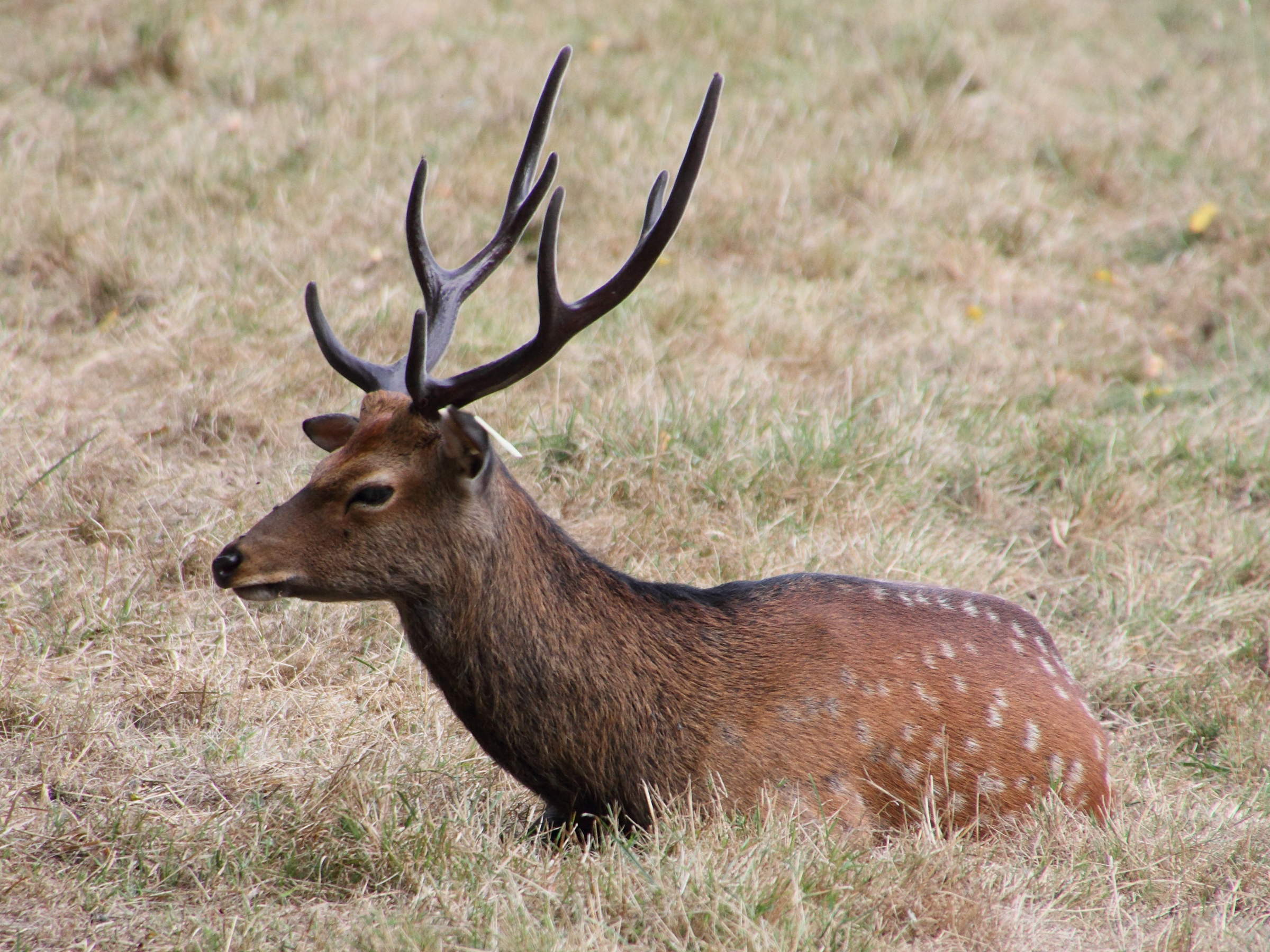 Cervus_nippon ssp. nippon