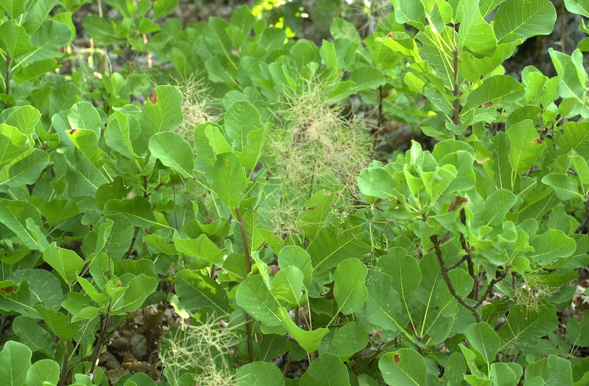 Afficher le média Cotinus_coggygria Cotinus_coggygria