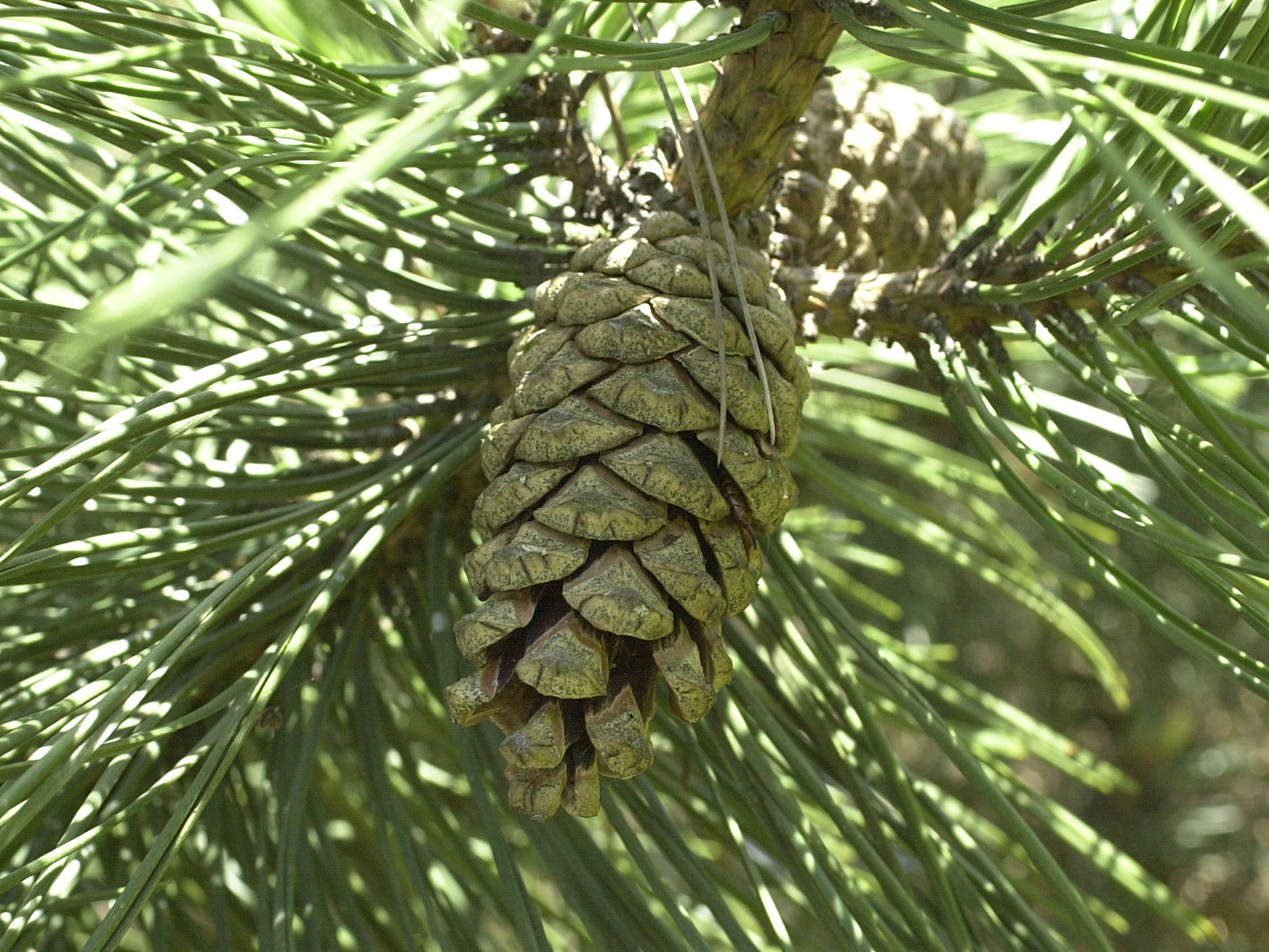 Pinus_nigra