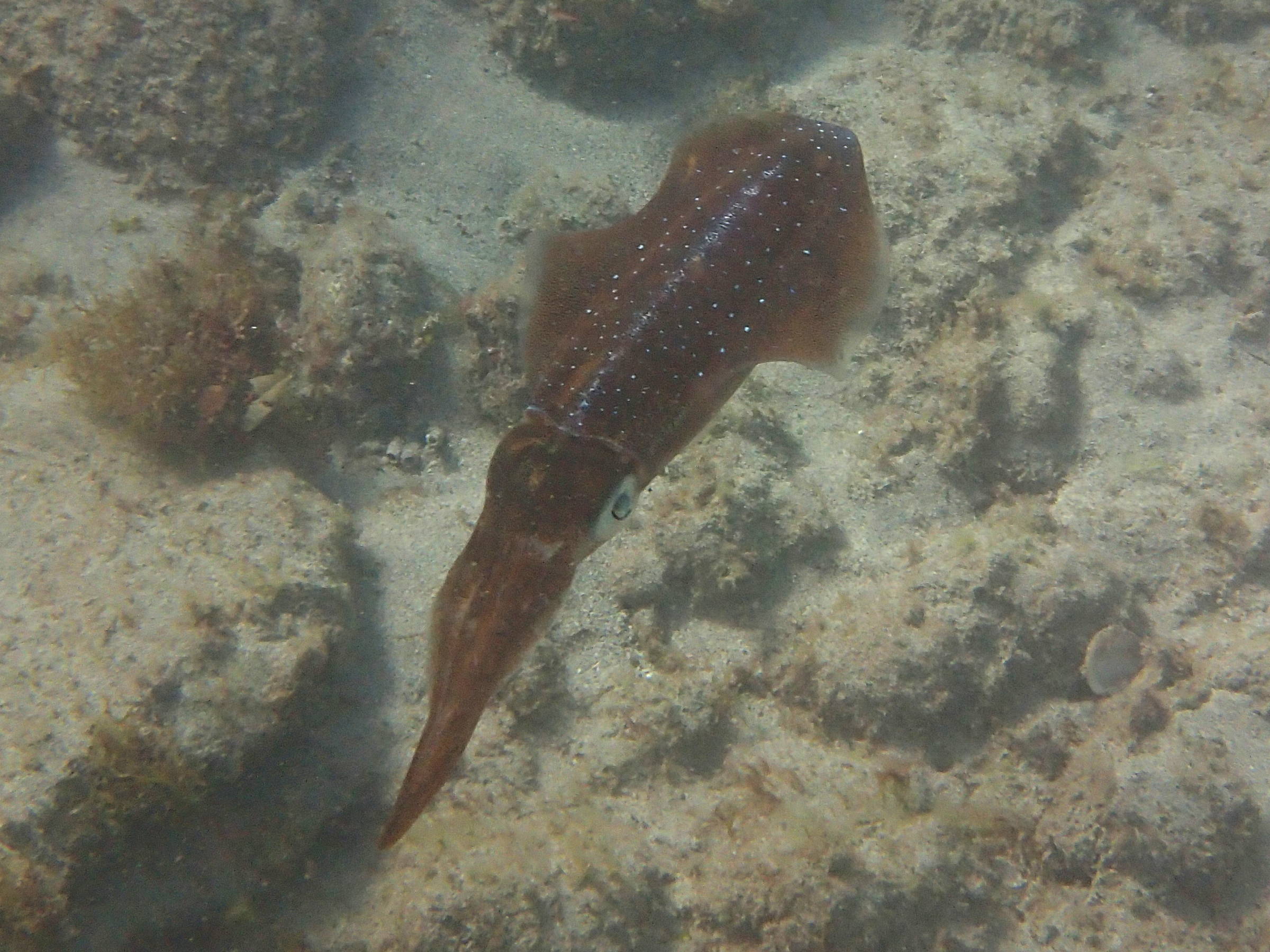 Afficher le média Sepioteuthis_sepioidea Sepioteuthis_sepioidea