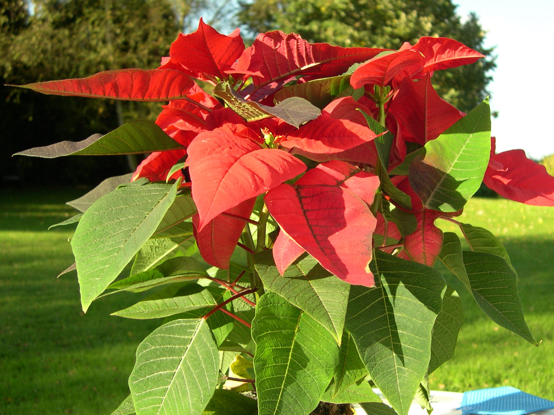 Euphorbia_pulcherrima