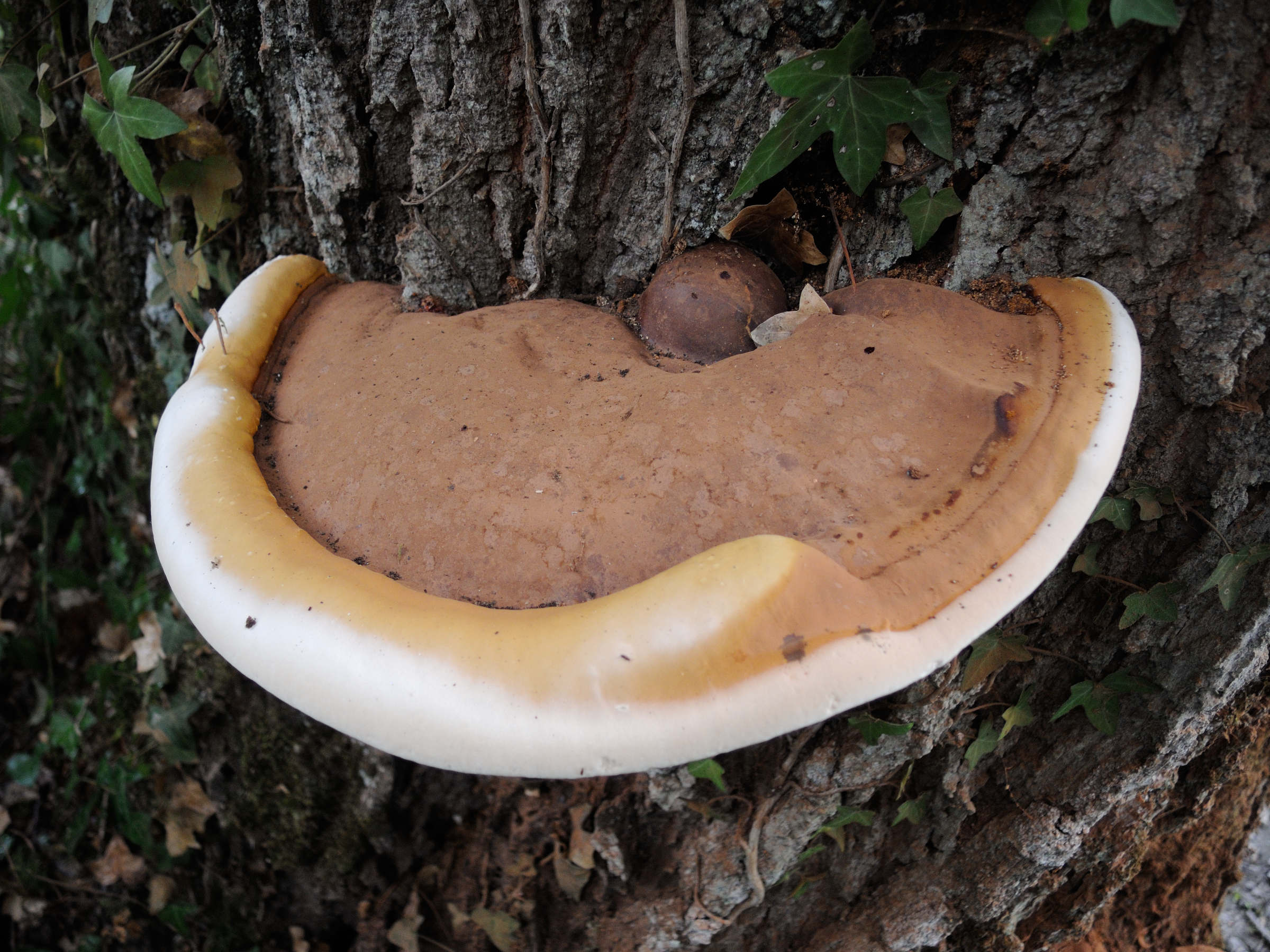Afficher le média Ganoderma_adspersum Ganoderma_adspersum