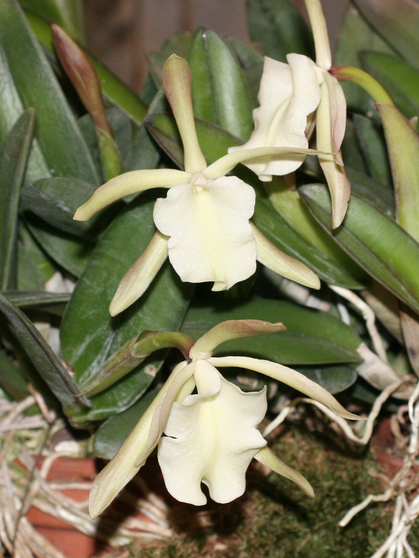 Afficher le média Rhyncholaelia_glauca Rhyncholaelia_glauca