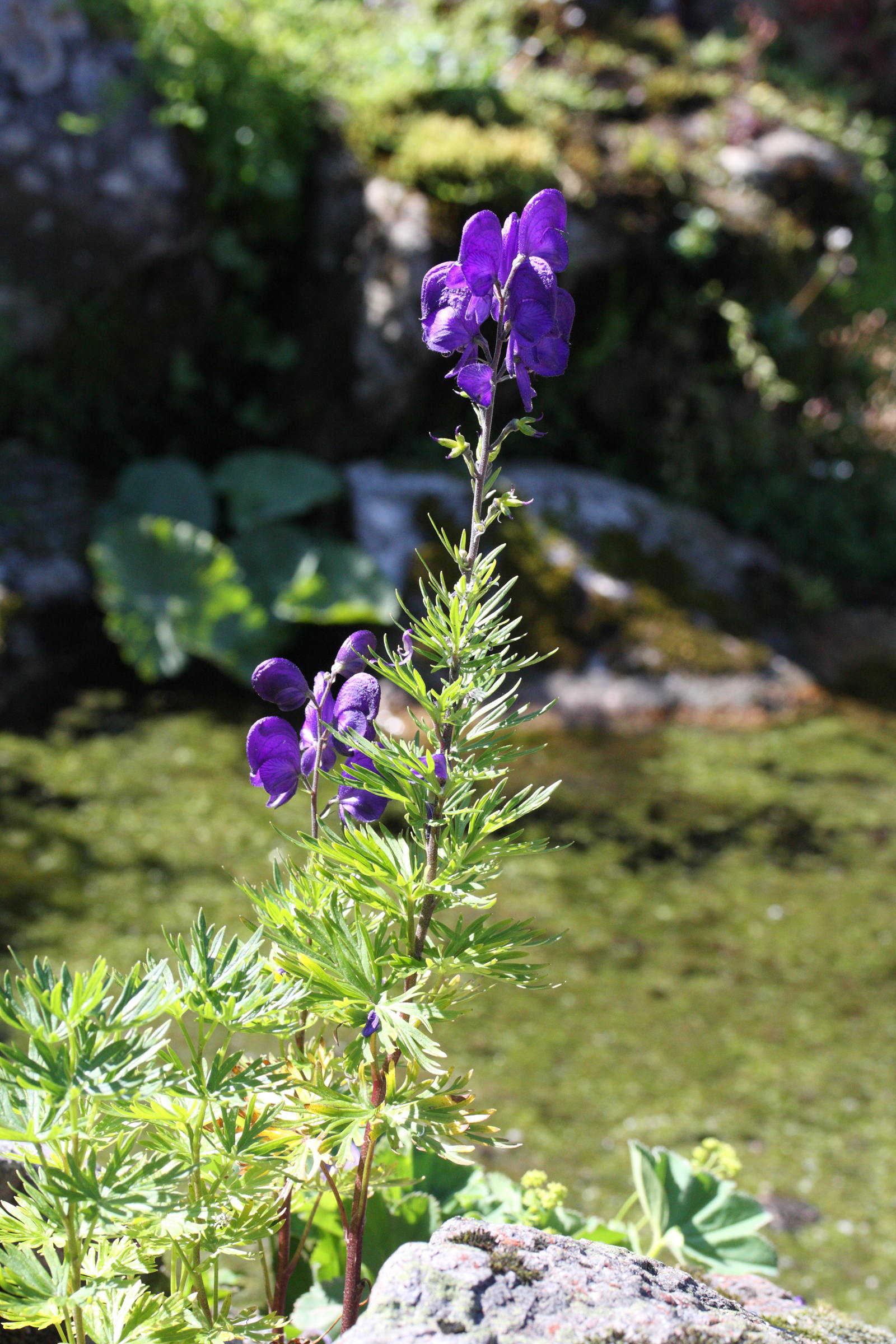 Afficher le média Aconitum_napellus vulgare Aconitum_napellus vulgare