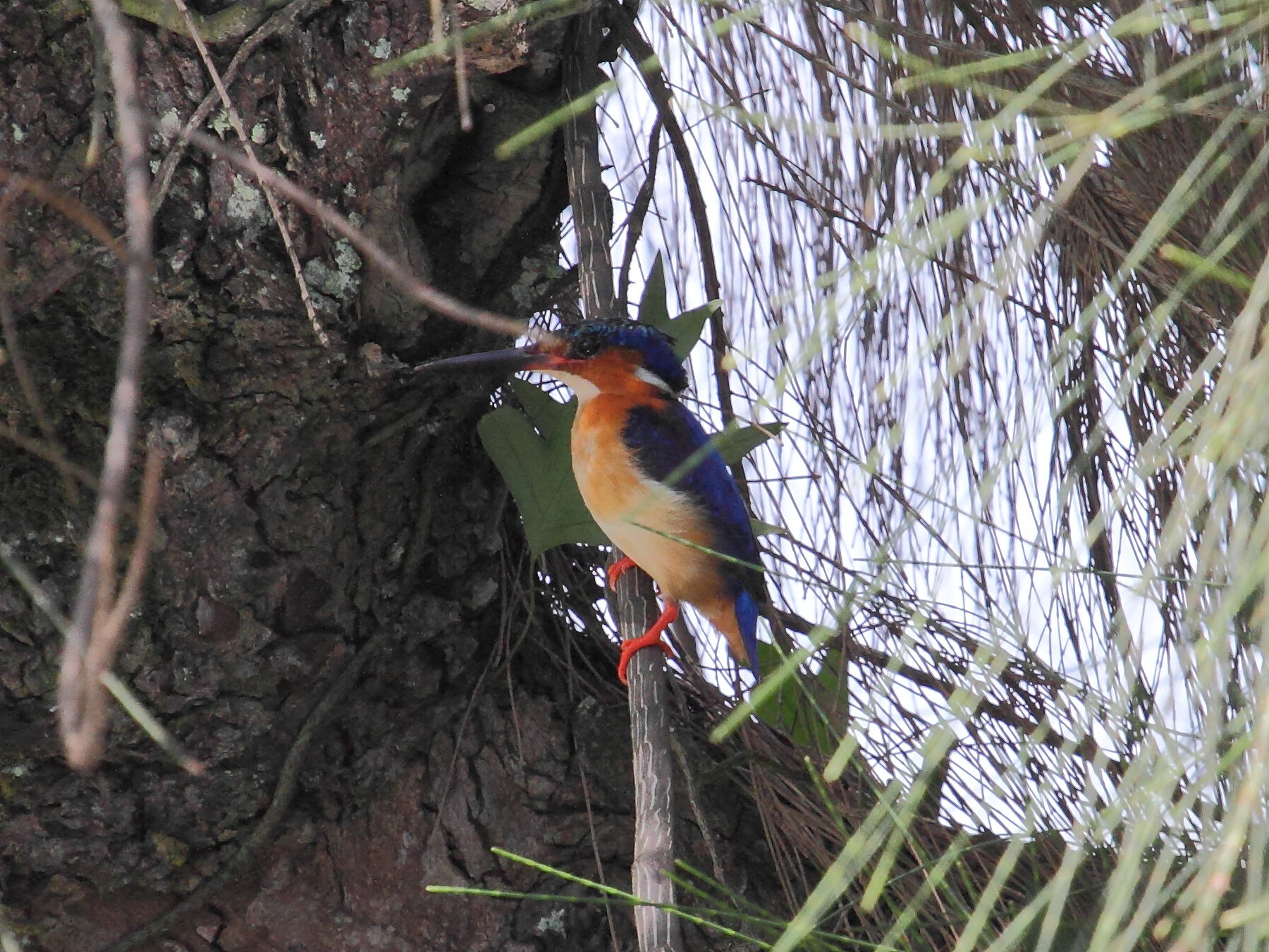 Alcedo_vintsioides