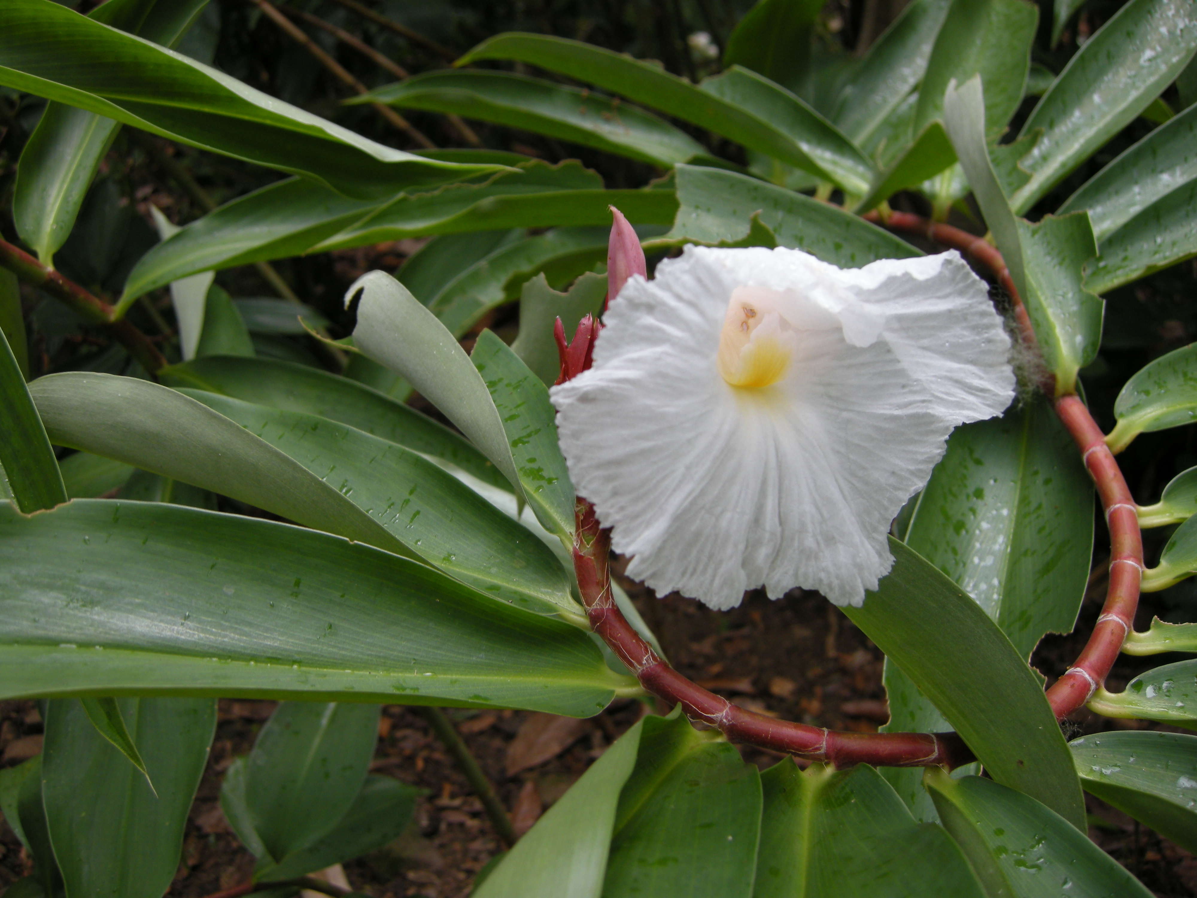 Cheilocostus_speciosus