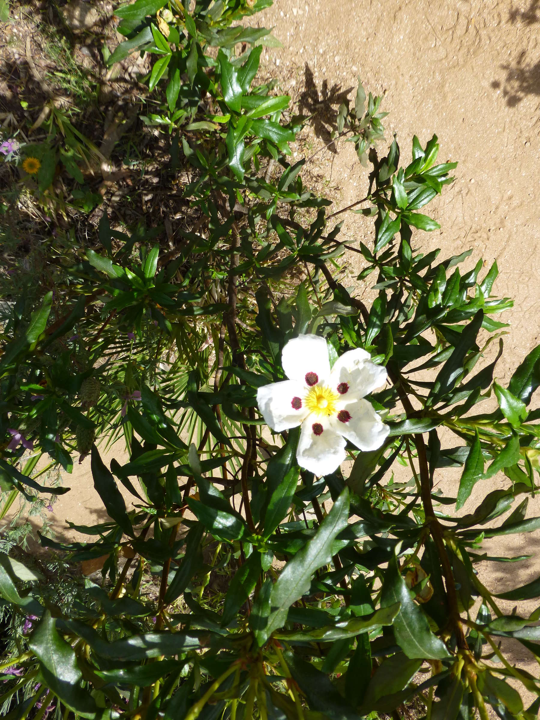 Afficher le média Cistus_ladanifer Cistus_ladanifer