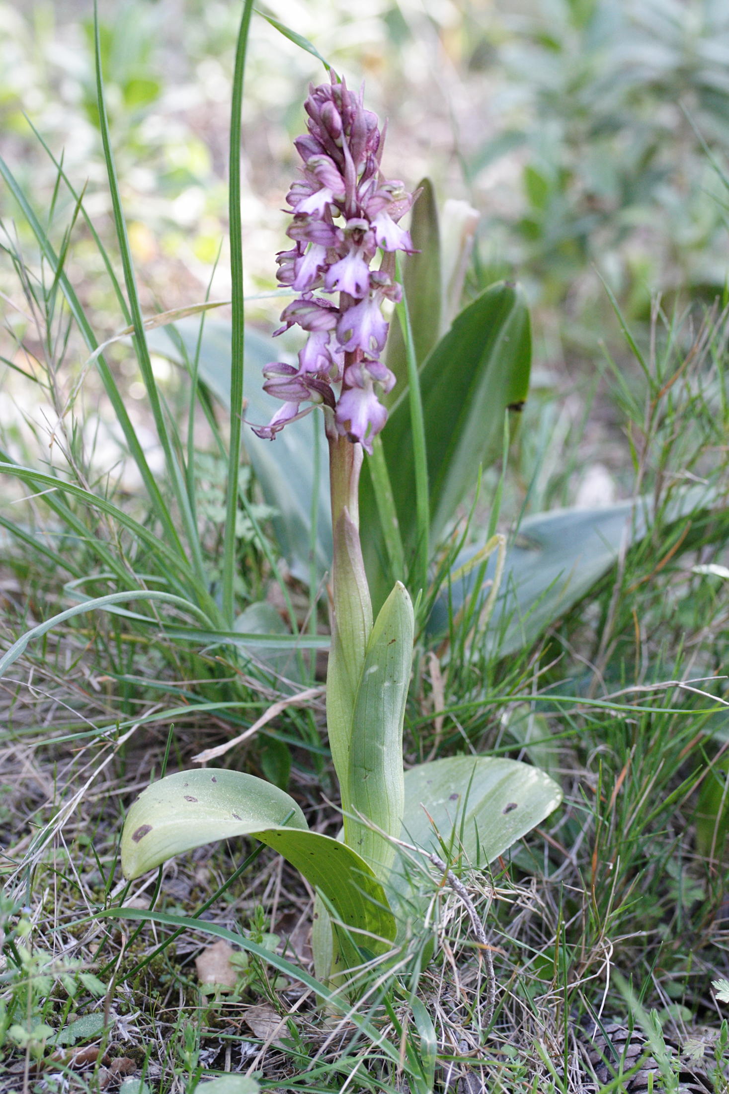 Himantoglossum_robertianum