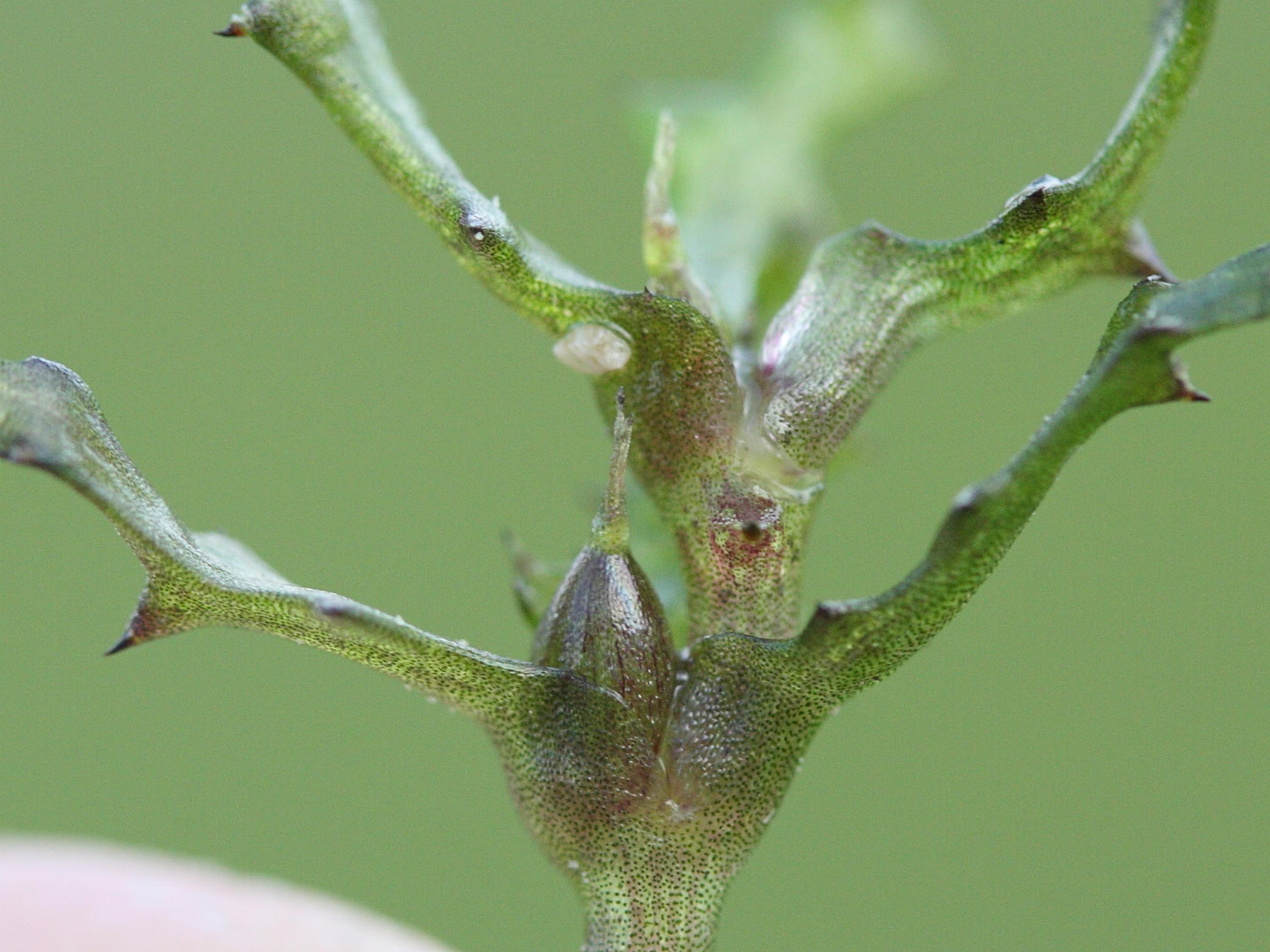 Afficher le média Najas_marina Najas_marina