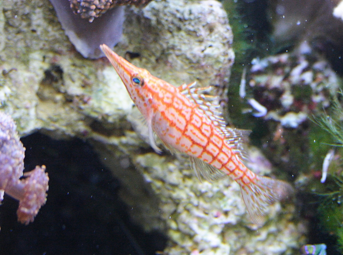 Afficher le média Oxyrrhitus_typus Oxyrrhitus_typus