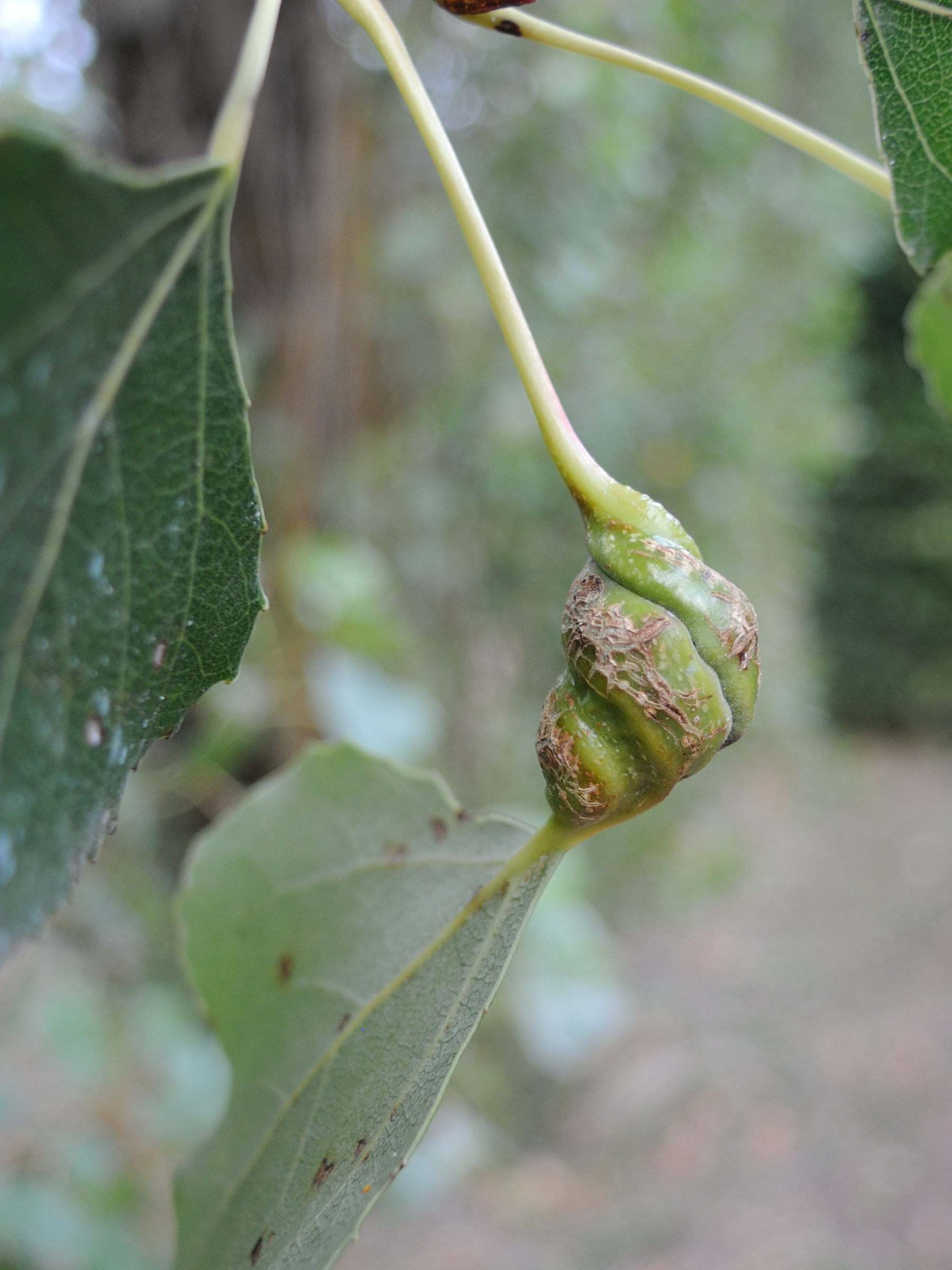 Pemphigus_spyrothecae