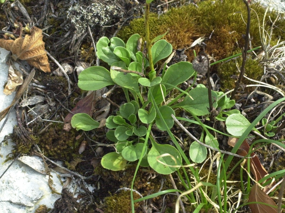 Afficher le média Pyrola_rotundifolia Pyrola_rotundifolia