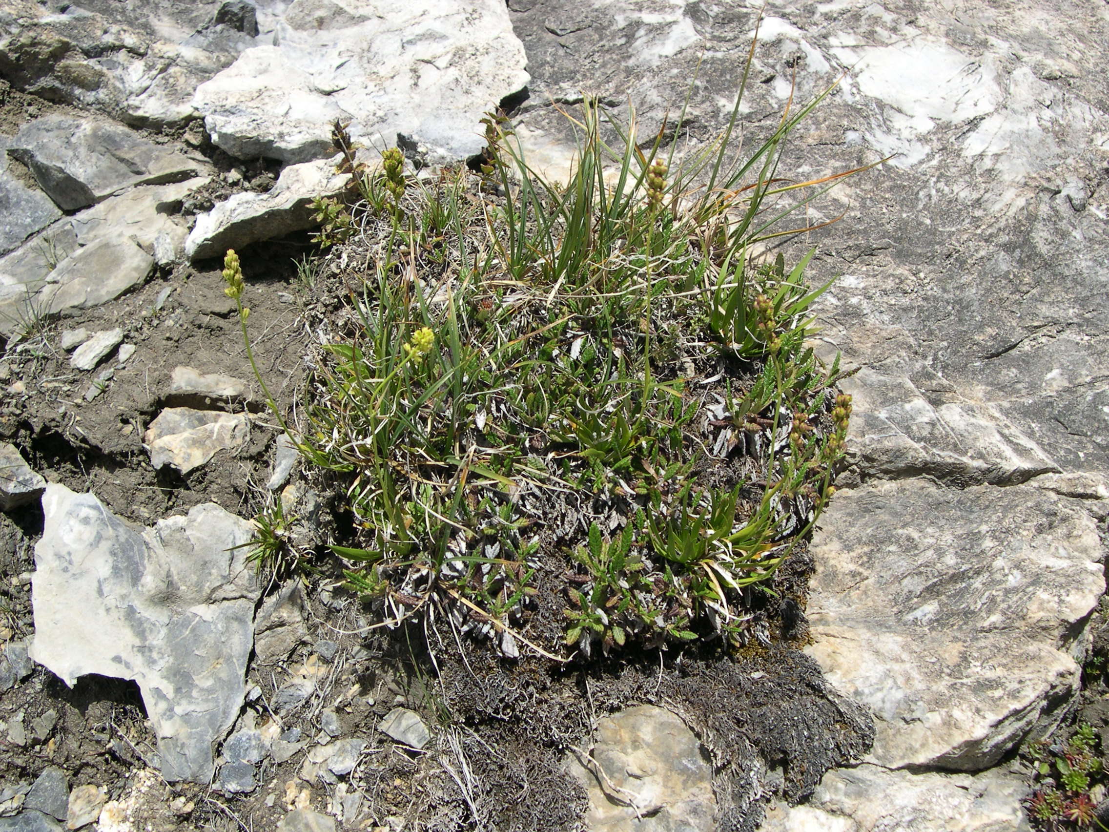 Afficher le média Tofieldia_calyculata Tofieldia_calyculata