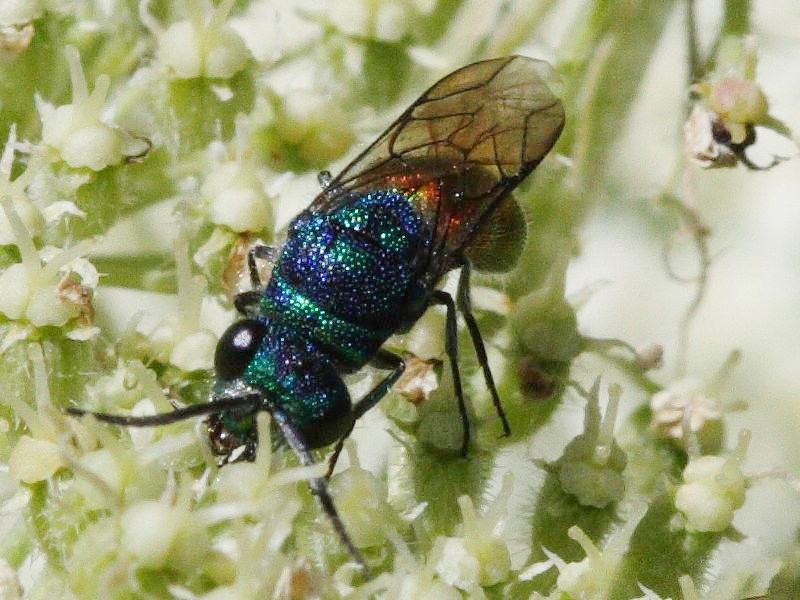chrysis_sp