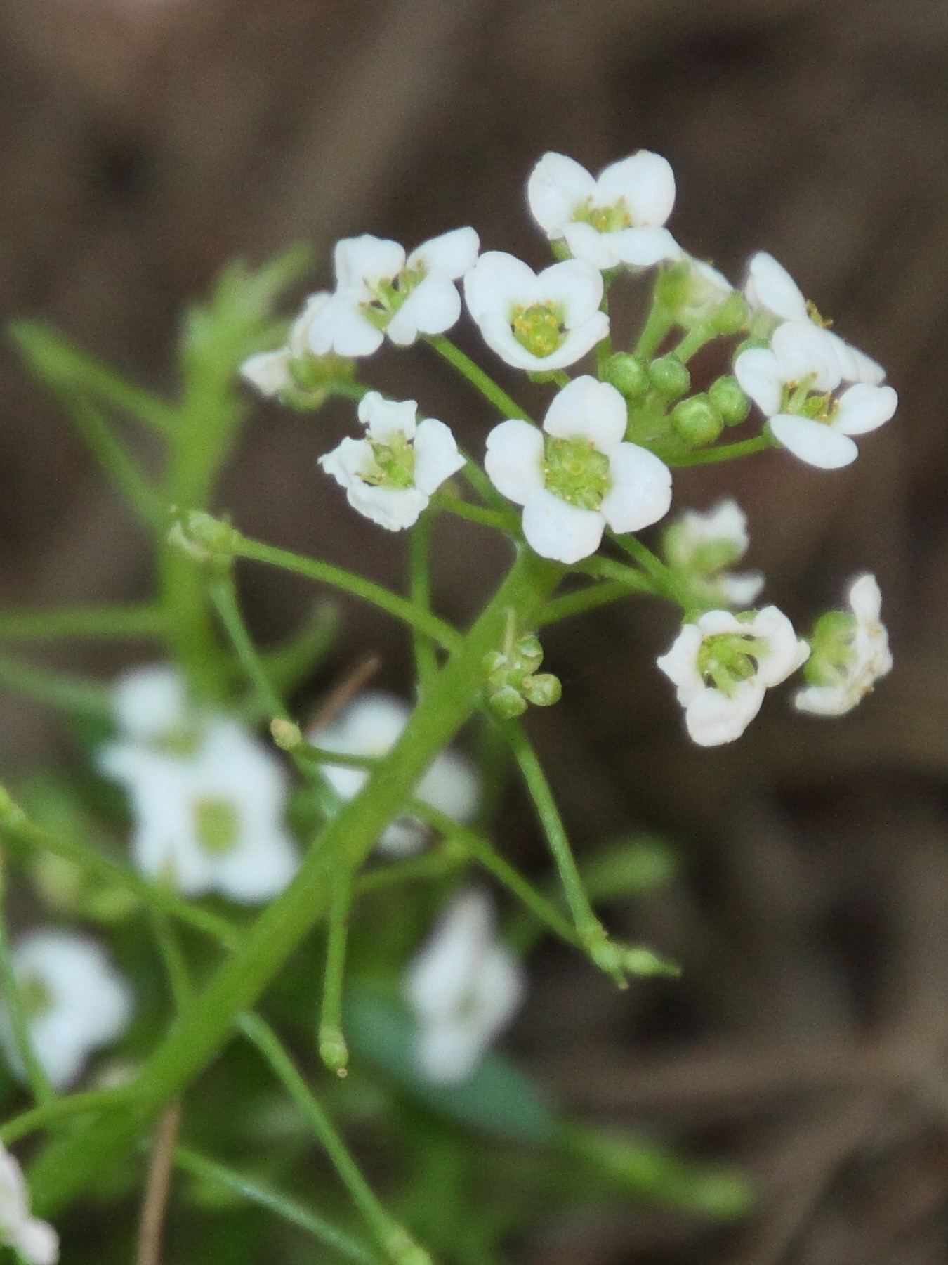 Afficher le média Lobularia_canariensis Lobularia_canariensis