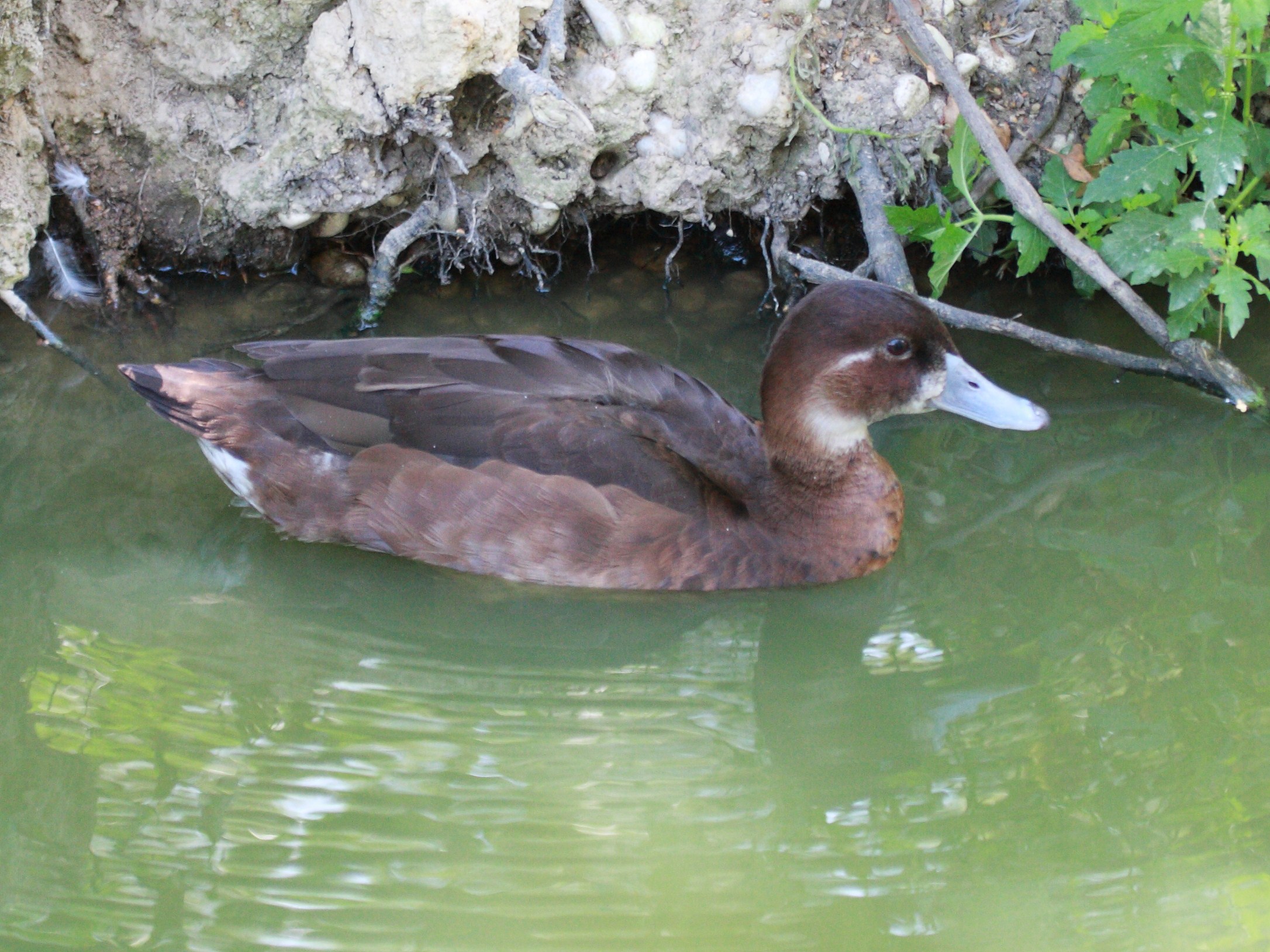 Netta_erythrophthalma