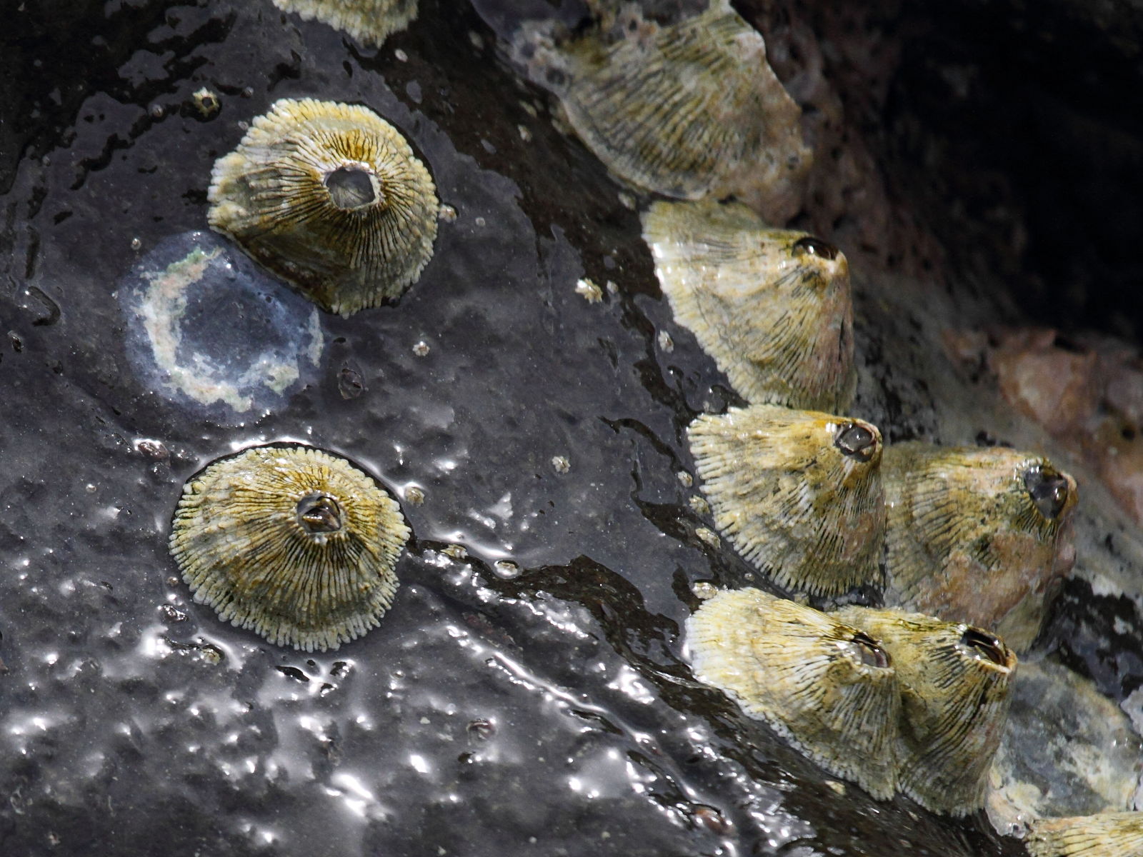 Tetraclita_stalactifera