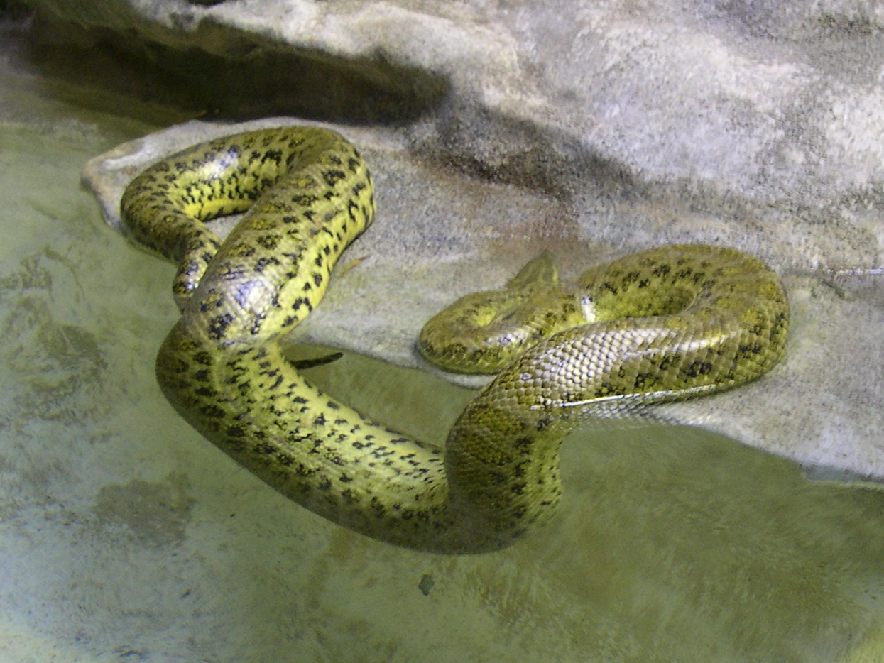 Anaconda_notaeus